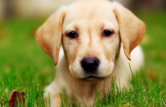 拉布拉多犬价格_拉布拉多犬多少钱_拉布拉多犬图片