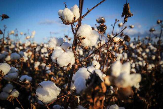 H&M禁新疆棉花，不是一天两天了…… 